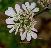  Umbellule